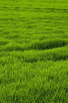 green grass is growing in the middle of a field