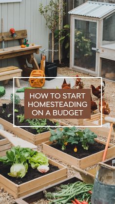 Garden scene with raised beds of leafy greens, a rustic shed, and chickens. Text reads "How to Start Homesteading on a Budget." Serene and inviting. Start Homesteading, Start A Homestead, Diy Mini Greenhouse, Homesteading Life, Garden Diy On A Budget, Moving Hacks, Homesteading Tips, Hobby Farming, Homesteading Ideas