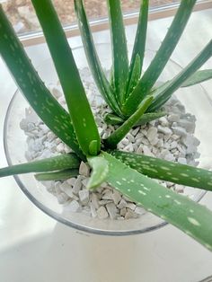 an aloem plant in a glass bowl on a table with rocks and gravel