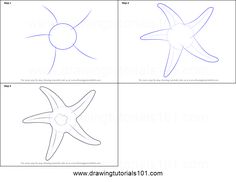 four different types of starfishs are shown