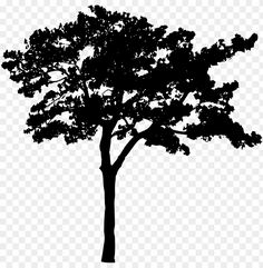 a black and white silhouette of a tree with no leaves on it, transparent background