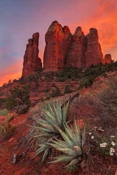 the sun is setting over some rocks and plants