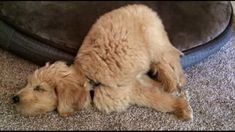 a small dog laying on its back next to a cushion and pillow in the floor