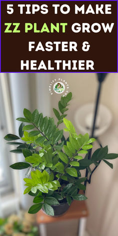 a potted plant with the words 5 tips to make zz plant grow faster and healthier