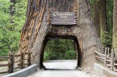 a car is parked in front of a giant tree