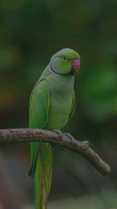 a green parrot sitting on top of a tree branch