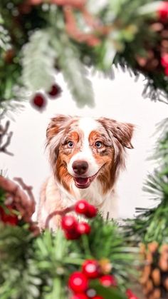 a dog is looking through a christmas wreath