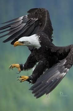 an eagle is flying in the air with its wings spread out and talons extended