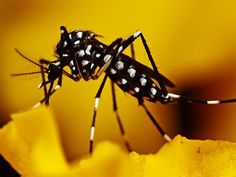 a black and white insect sitting on top of a yellow flower