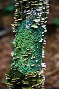 mushrooms growing on the side of a tree trunk covered in moss and lichens