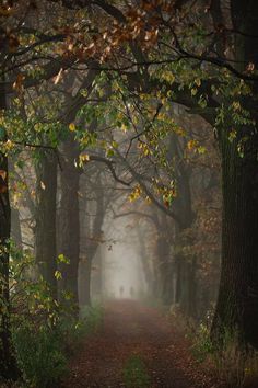 a dirt road surrounded by trees and leaves