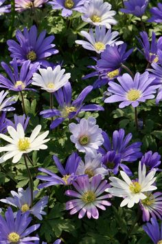 many purple and white flowers are growing together