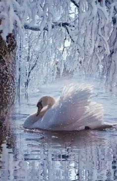 a swan is swimming in the water near some snow covered trees and ice - covered branches