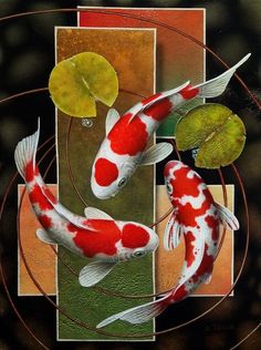 two red and white koi fish swimming in a pond