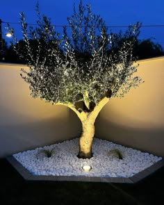 an illuminated tree in the middle of a garden