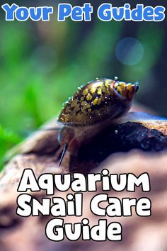 a small snail sitting on top of a rock with the words, your pet guides aquarium snail care guide