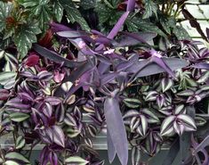 purple and green plants are growing in a container