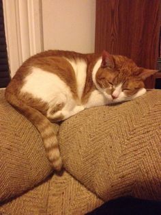 an orange and white cat sleeping on top of a couch