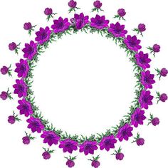 purple flowers arranged in a circle on a white background