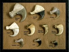 a group of different types of animal's bones on display in a black frame