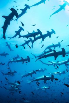 a large group of sharks swimming in the ocean