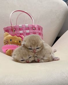 two small kittens cuddle on the back of a couch next to a pink purse