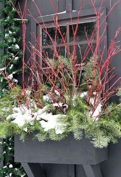 a window box filled with evergreen branches and red berries in front of a black building