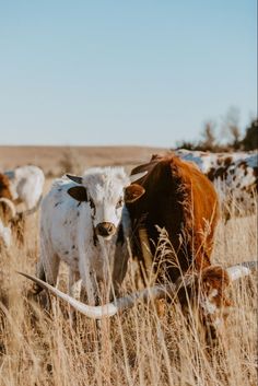 the cows are grazing in the tall brown grass by themselves and one is looking at the camera