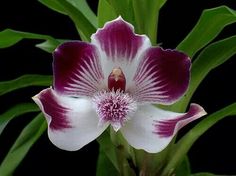 a white and purple flower with green leaves in the backgrounnd, on a black background