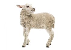 a baby lamb standing in front of a white background