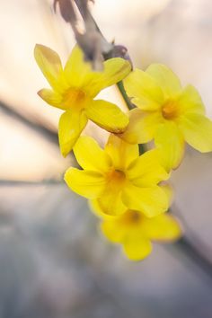 the yellow flowers are blooming on the tree