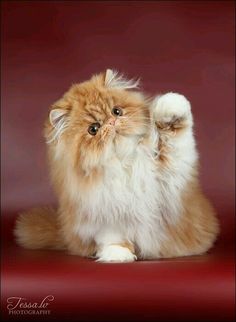 a fluffy orange and white cat sitting on its hind legs