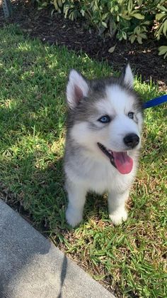 a husky puppy with blue eyes standing in the grass