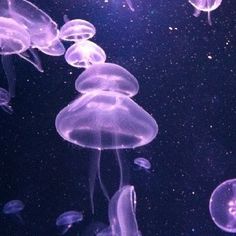 purple jellyfish floating in the water at night