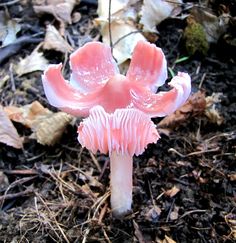 a close up of a pink flower on the ground