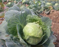 a head of cabbage growing in the ground