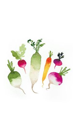 watercolor painting of carrots and radishes on white paper