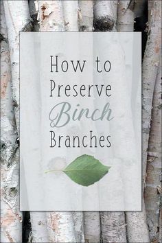 the words how to preserve birch branches are in front of a background of tree trunks