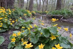 yellow flowers are blooming in the woods next to a stream and trees with green leaves