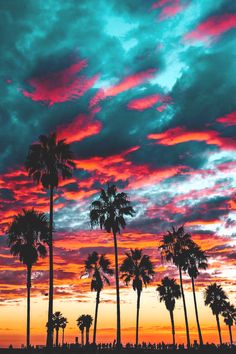 palm trees are silhouetted against a colorful sunset