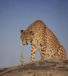 a cheetah is standing on top of a rock eating something in it's mouth