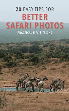 a group of zebras drinking water from a pond in the middle of an open field