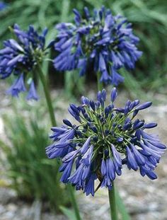 some blue flowers are growing in the grass