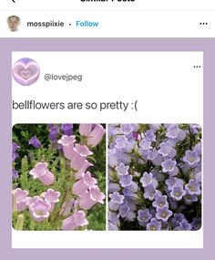 an instagram with two pictures of purple flowers