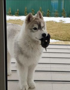 a husky dog is standing outside in front of a glass door and looking at the camera