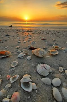 seashells on the beach at sunset