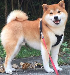 a brown and white dog standing on top of a sidewalk next to trees with its tongue hanging out