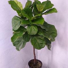 a potted plant with large green leaves