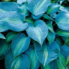 a blue plant with green leaves on it