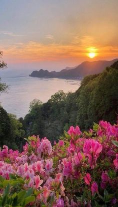 pink flowers are blooming in the foreground with water and mountains in the background